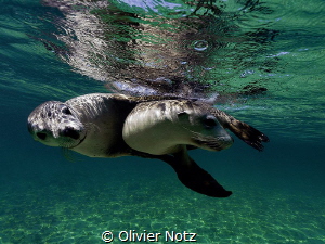 Playing sealions, Western Australia by Olivier Notz 